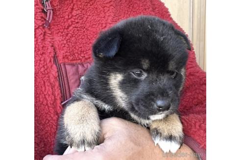 成約済の埼玉県の柴犬-160820の7枚目